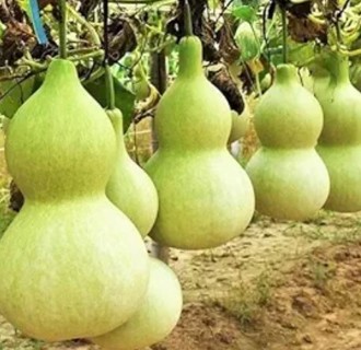 Birdhouse Gourds 5 seeds