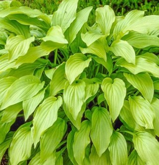 Lush Green Hosta