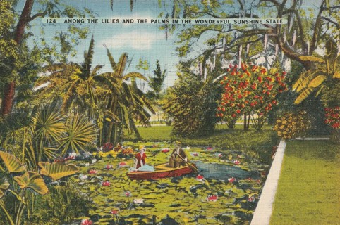 Vintage Unused Postcard: d: Lilies and Palms in Florida