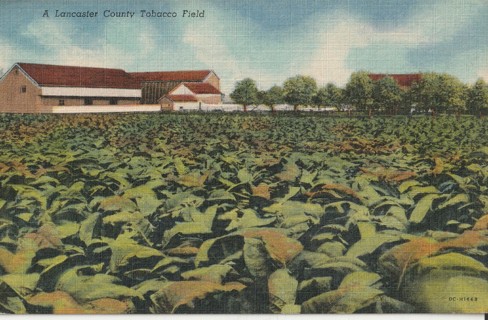 Vintage Unused Postcard: e: Lancaster County, Tobacco Field, PA