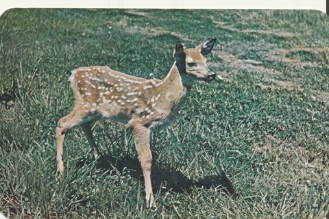 Vintage Unused Postcard: j: Babe of the Woods, Canada