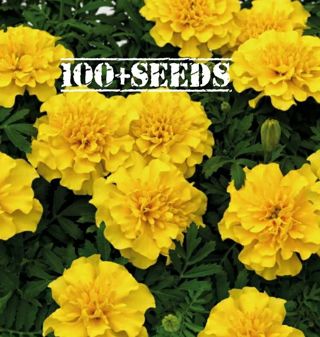 100+ Yellow Marigold Seeds