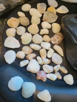 Seashells (25)- mixed SML- ASST random selection- will be shipped in a box