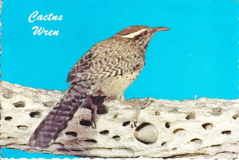 Vintage Postcard Cactus Wren