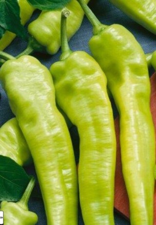 Hungarian Wax Peppers 10 seeds!