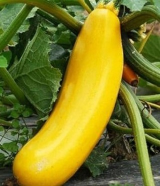 Golden Zucchini Squash 10 seeds