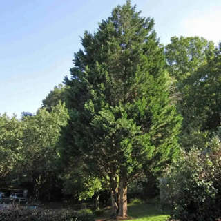 150 seeds American Eastern Red Cedar