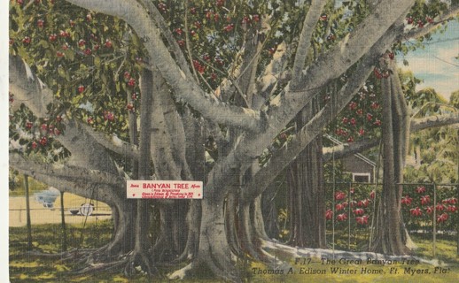 Vintage Unused Postcard: s: Banyan Tree