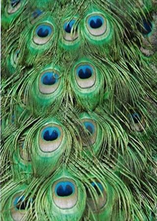 ➡️⭕(1) PEACOCK FEATHERS POLY MAILER 10"x13"⭕