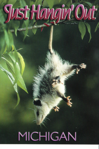 Vintage Postcard Opossum