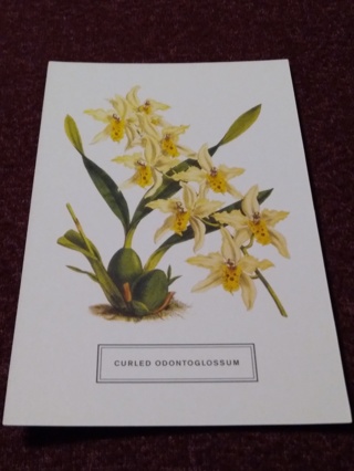 Botanical Postcard - CURLED ODONTOGLOSSUM