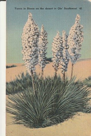 Vintage Unused Postcard: g: Linen: Yucca Blooms