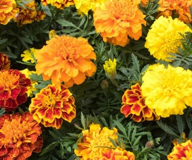 Marigold--Dwarf Double Mixed 