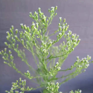 1000 seeds Adaptable Horseweed