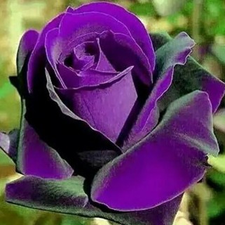 Another Purple Rose