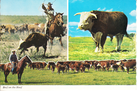 Vintage Postcard Cows