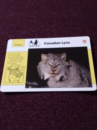 Grolier Story of America Card - Canadian Lynx