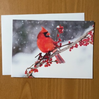 Northern Cardinal Christmas Card 