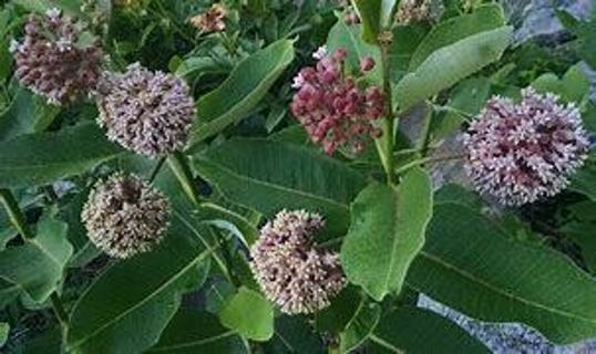 20+ milkweed seeds