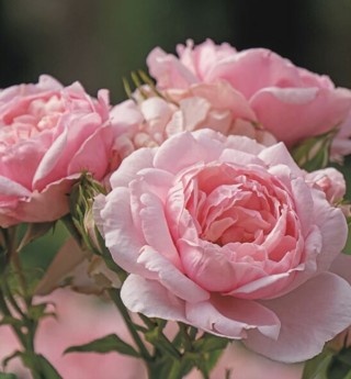 Pink Beauty Rose