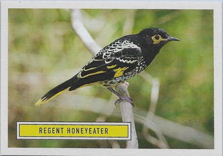  2020 Benefit for Australia #10 Regent Honeyeater