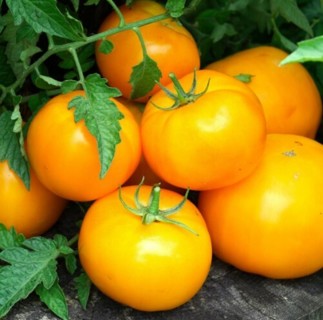 Heirloom Jubilee Tomato Seeds!