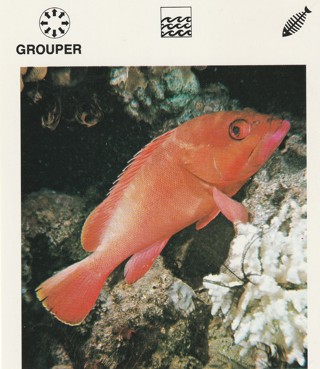 Vintage 1975 Leisure Books Animal Card: crdgin1: GROUPER