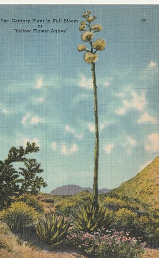 Vintage Used Postcard: j: Century Plant