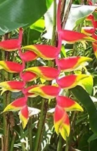 Heliconia or Lobster Claw Plant
