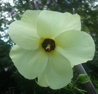 30 seeds of abelmoschus manihot / yellow hibiscus manihot ORGANIC