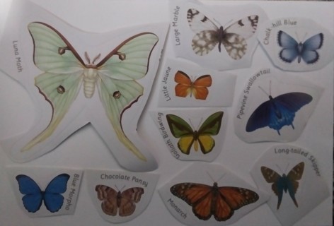 Butterfly and moth stickers with identification names.