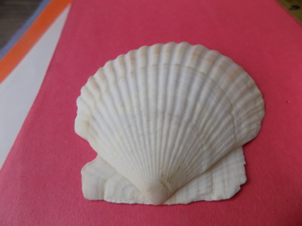 3 inch white and tan fan shaped sea shell