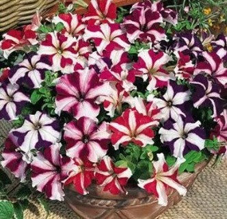 Tri-Color Petunias---You Can Try Too