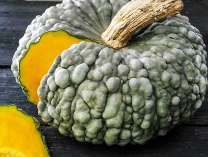 Marina Di Chioggia Squash--5 seeds