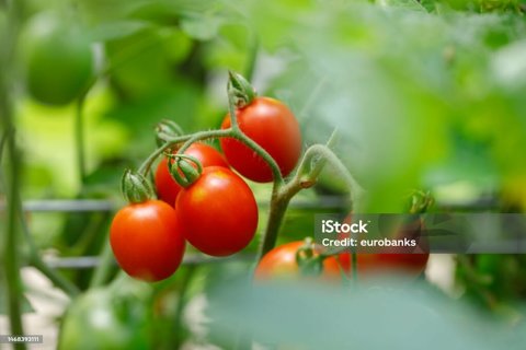 grape tomatoe seeds