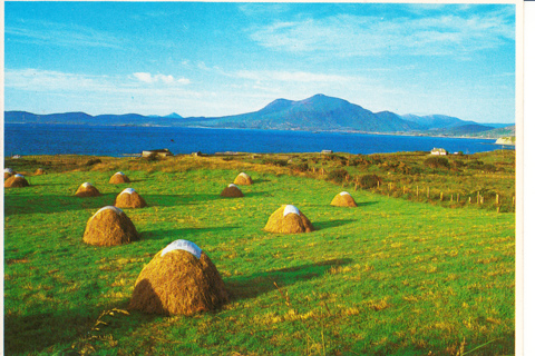 Vintage Postcard Haycocks, Ireland