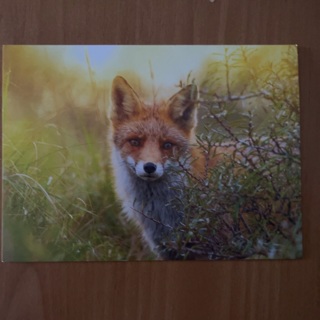 Fox Note Card 