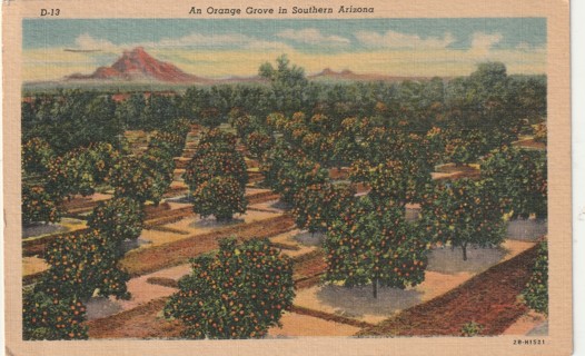 Vintage Used Postcard: u: 1950 Orange Grove in Southern Arizona