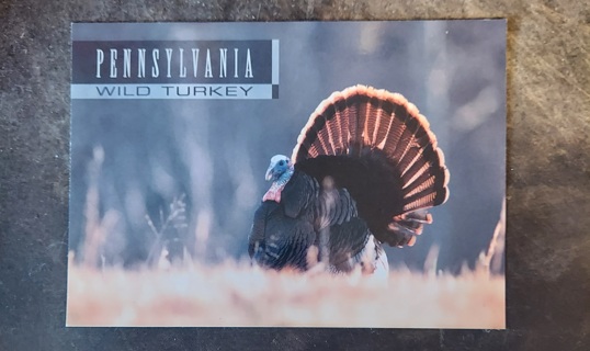 Wild Turkey Postcard 