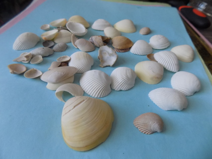 Baggie assorted small sea shells asst colors for crafts/jewelry