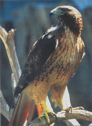 1993 Cardz World Famous San Diego Zoo #60 Red-Tailed Hawk