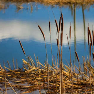 30000 seeds Cattail Seeds