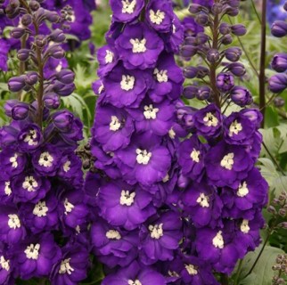 Double Purple Delphinium
