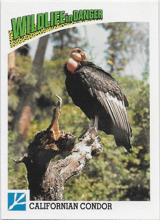  1992 Panini Wildlife in Danger #75 Californian Condor