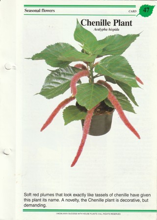 Success with Plants Leaflet: Chenille Plant