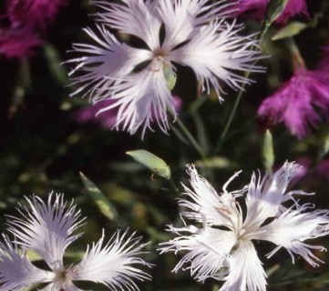 White Fringed Dianthus