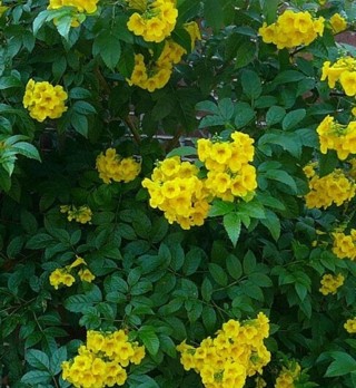 Yellow Bells