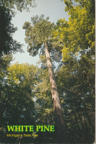 Vintage Unused Postcard: (gin2): White Pine, Michigan State Tree