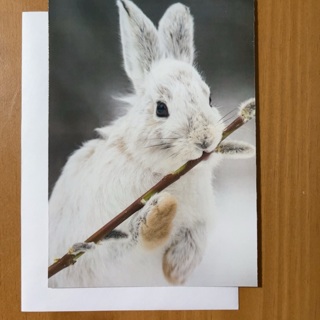 Snowshoe Hare Note Card 