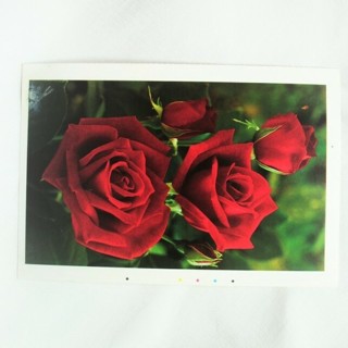 Beautiful Vintage Flowers Rockwood Gardens/Reader Service Postcards 5 Different Ones To Choose From